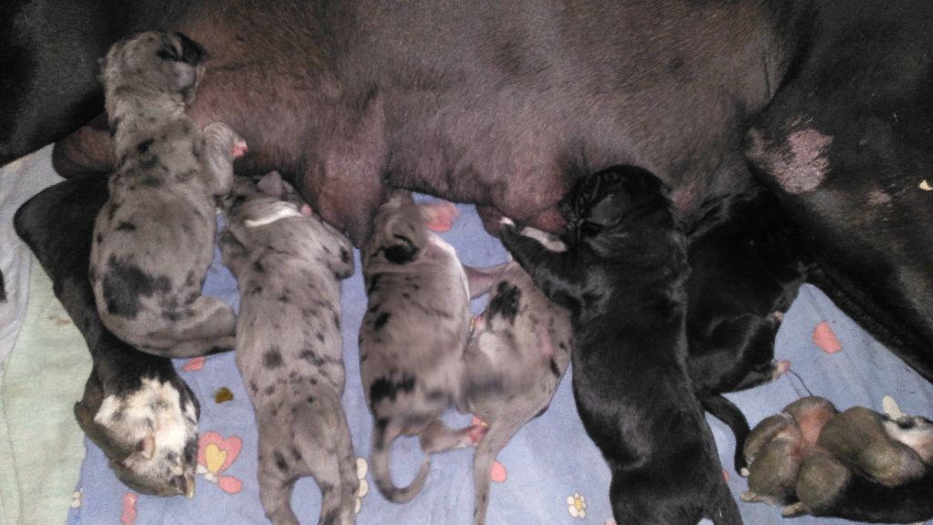 chiot Dogue allemand du domaine du rupt de mad