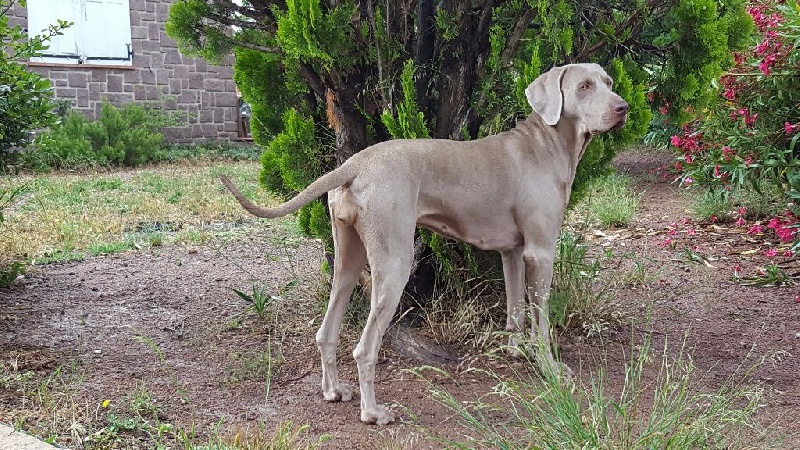 In love ailen De l'ecrin des hauts de france