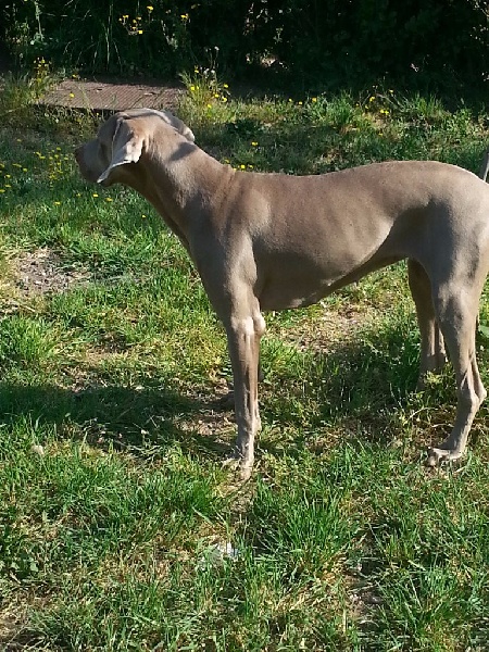 In love ailen De l'ecrin des hauts de france