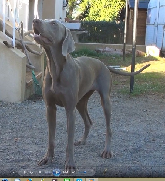 In love ailen De l'ecrin des hauts de france