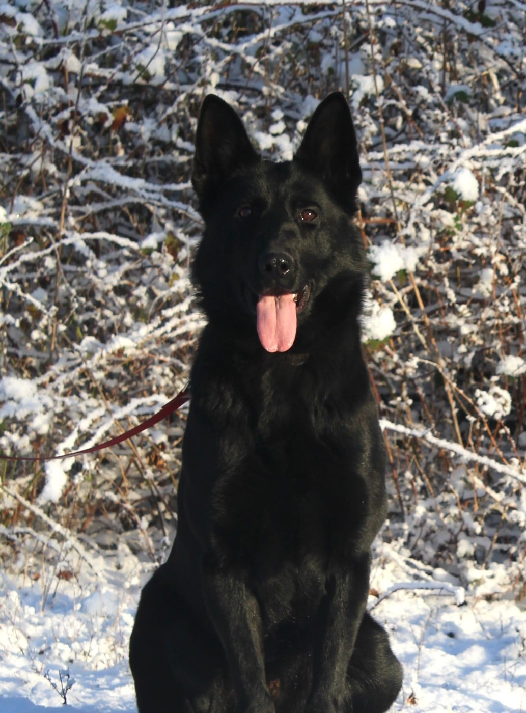 Publication : Du normont