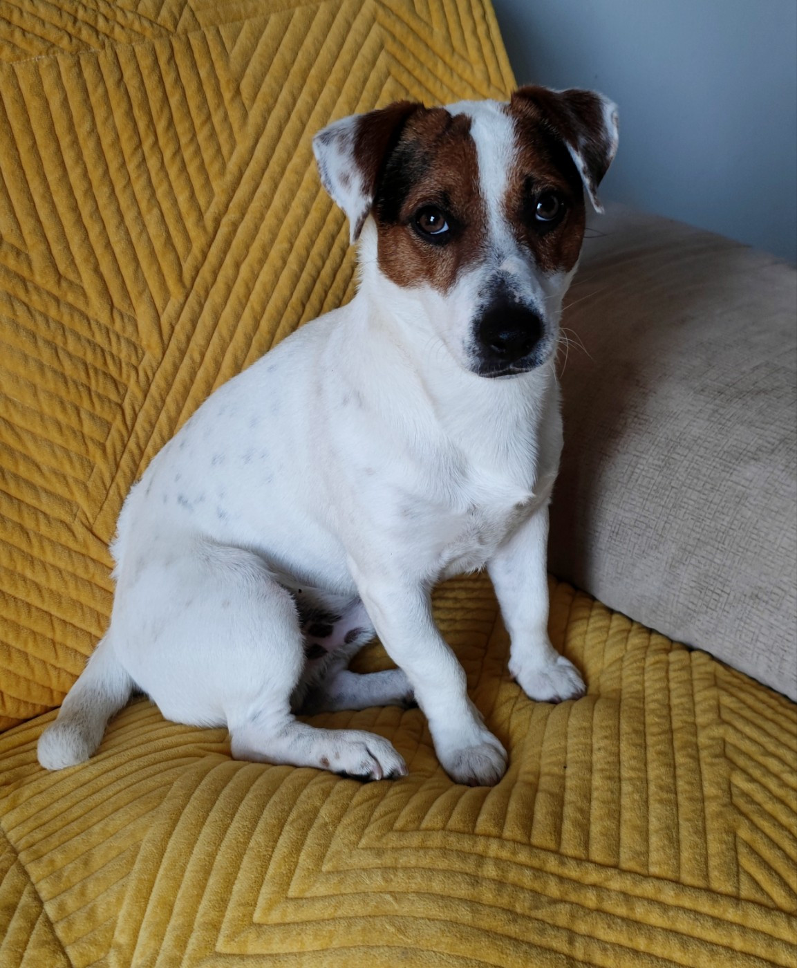 VADOR du clos de l'épte