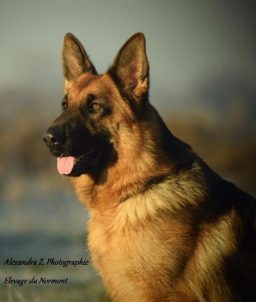 Publication : Du normont Auteur : Alexandra Zabiego