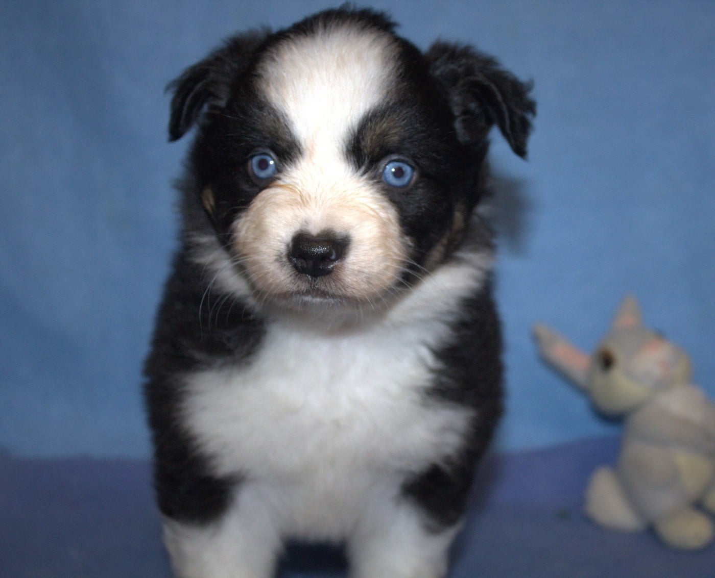 CHIOT noir tricolore