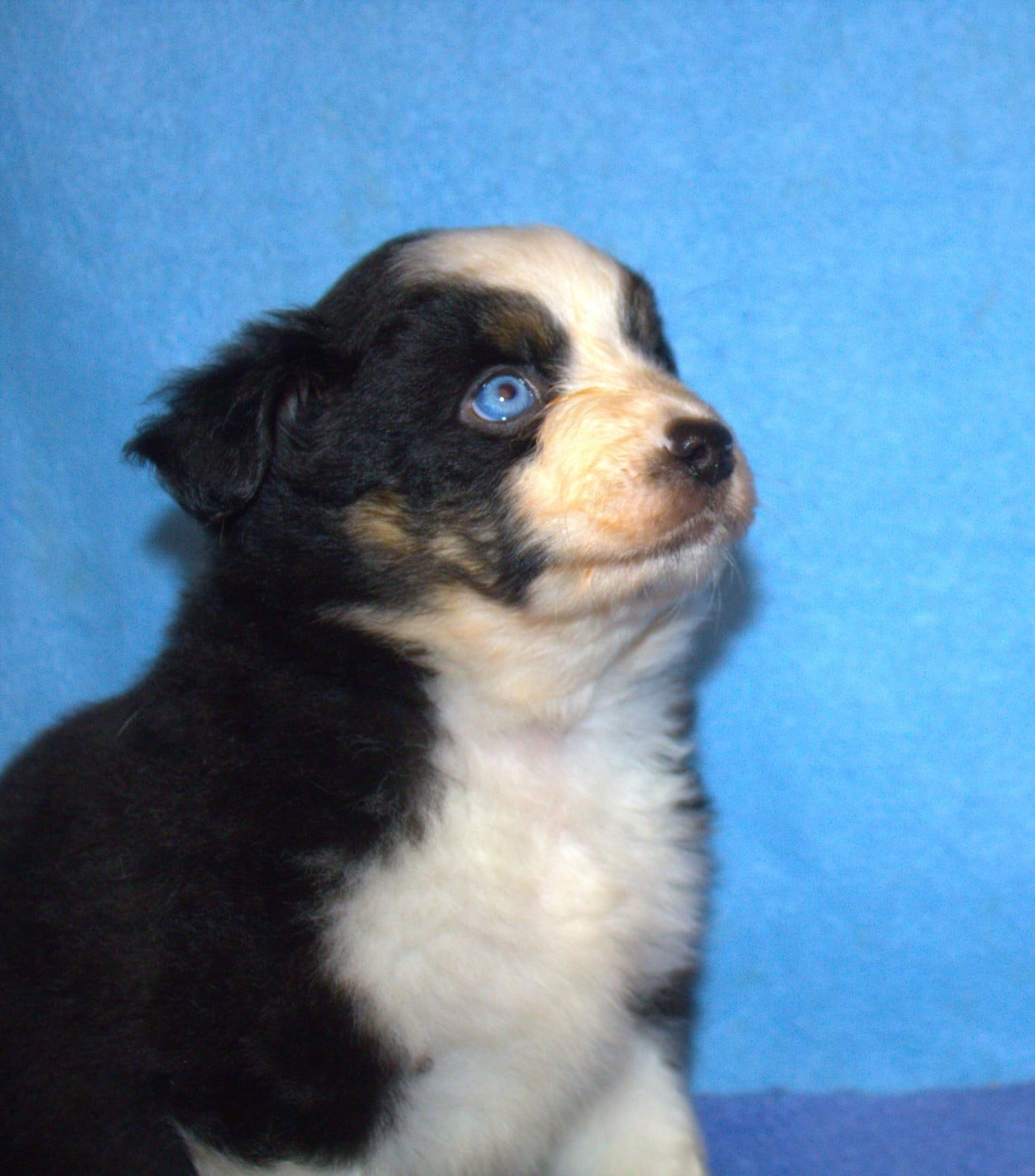 CHIOT noir tricolore