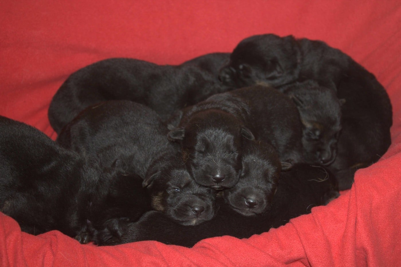 Berger Allemand - Du normont