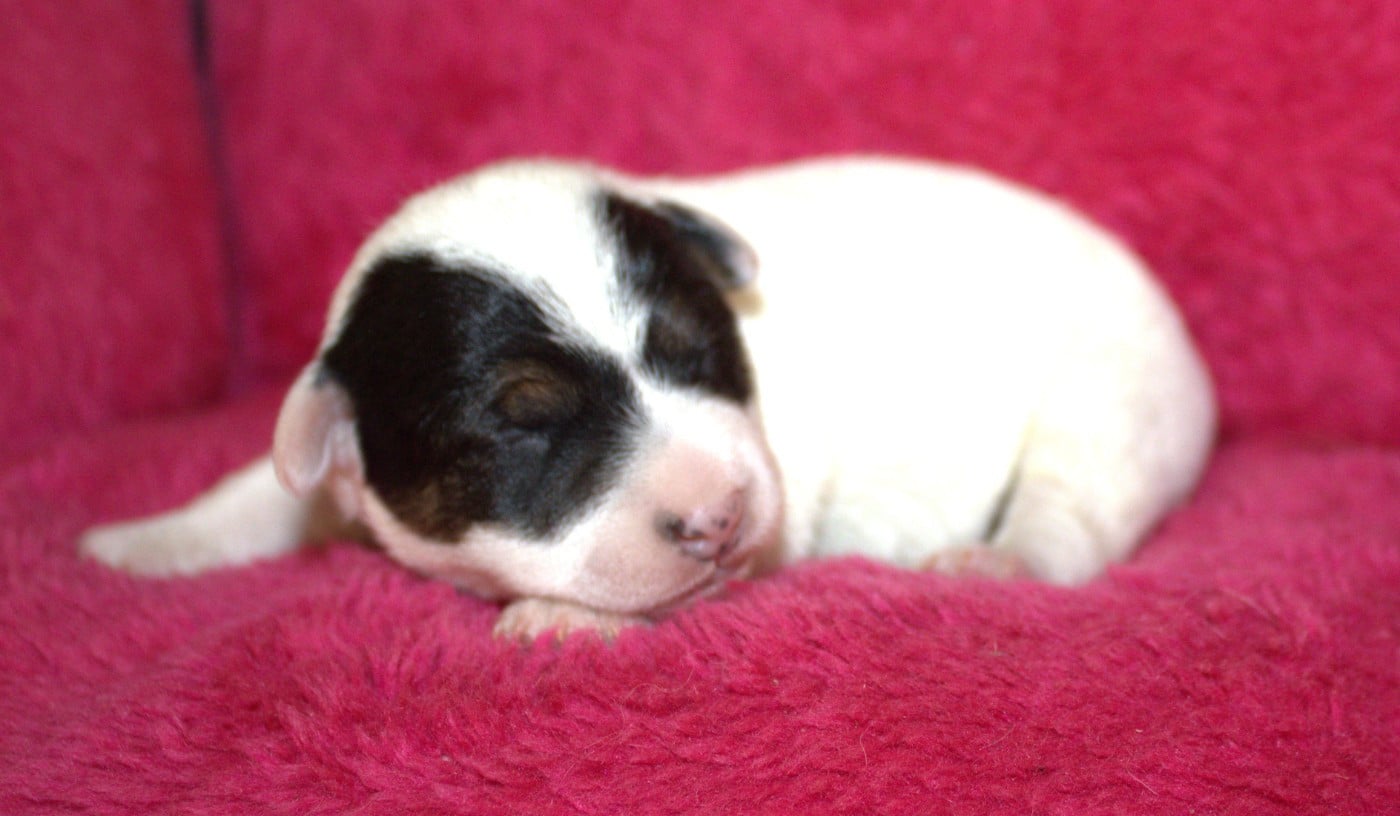 CHIOT 1