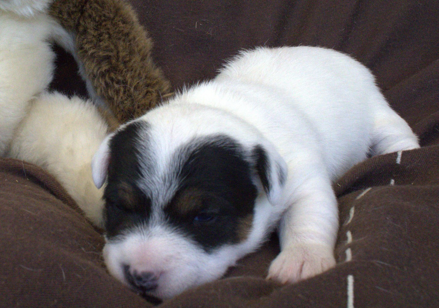 CHIOT 1