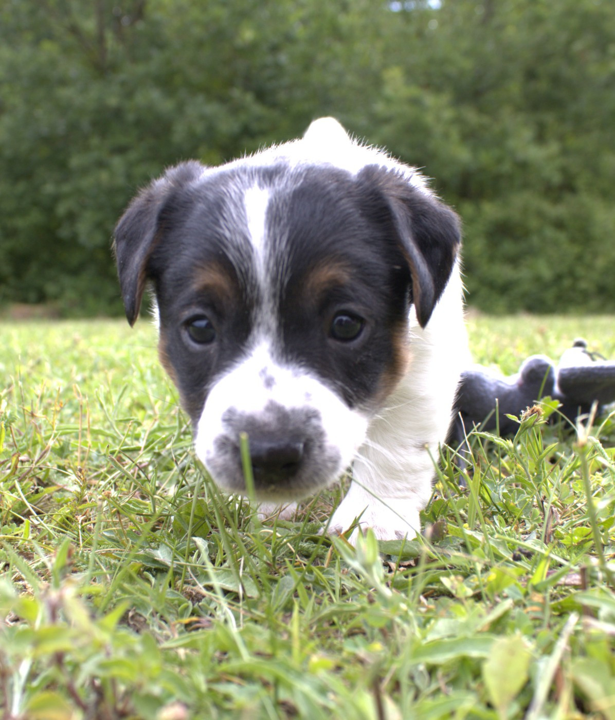 CHIOT 2