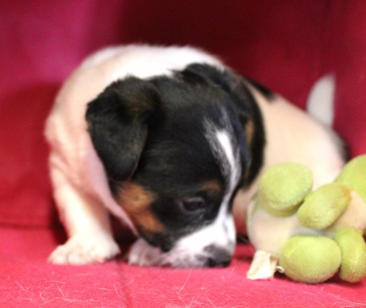 CHIOT 2