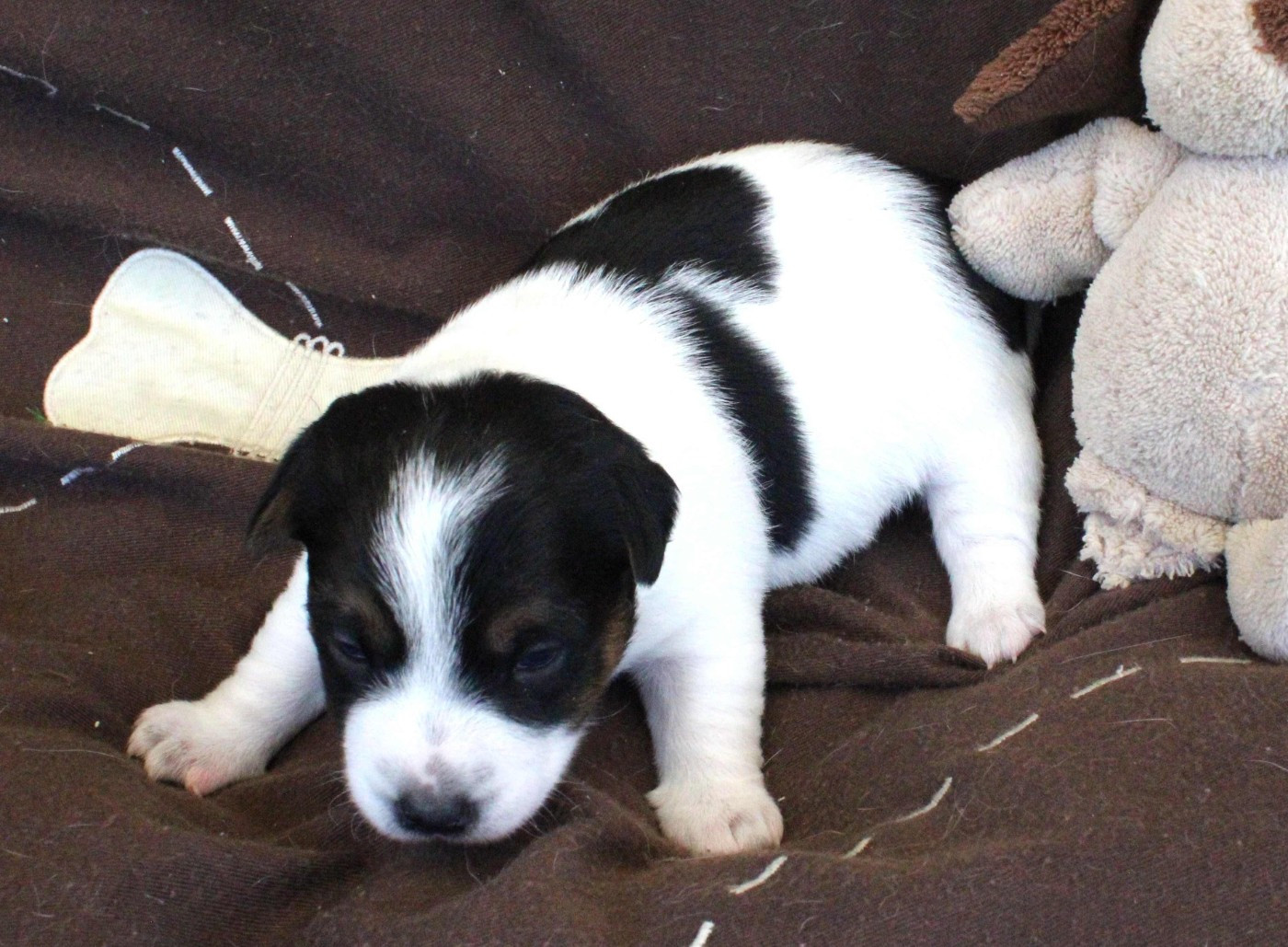 CHIOT 2
