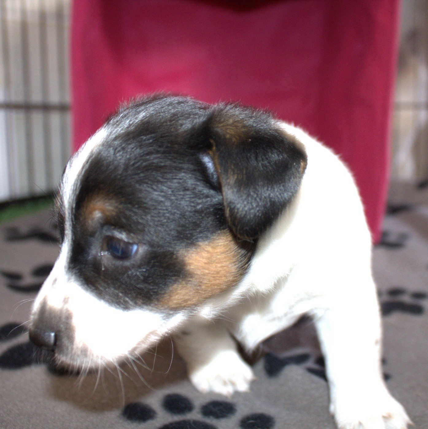 CHIOT 2