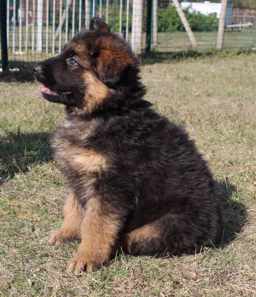 Chiot Berger Allemand Vick25391 At Gmailcom