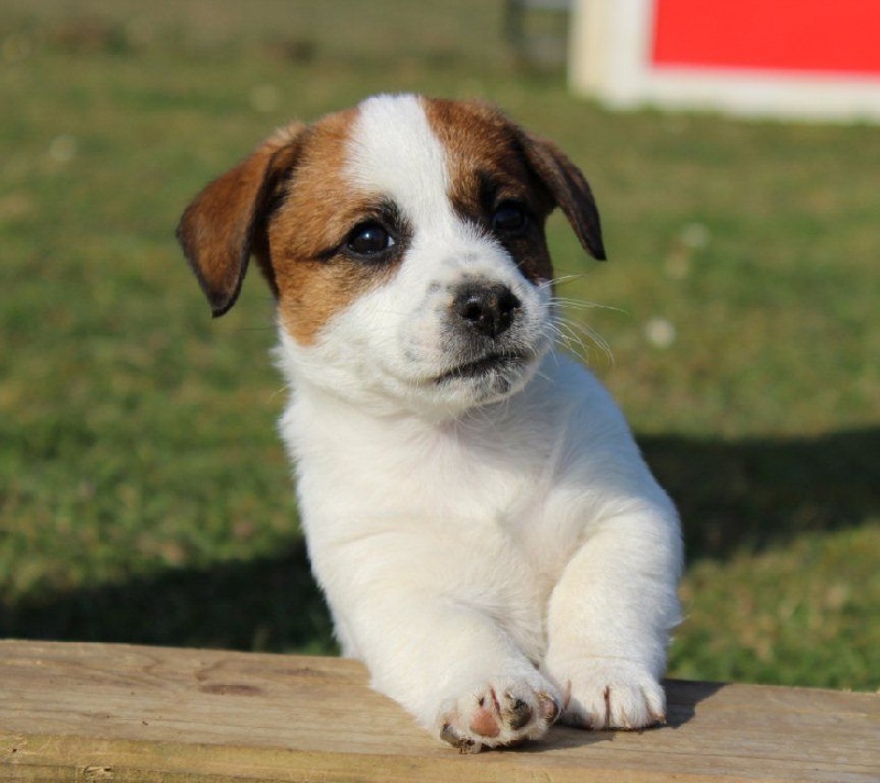 Chiot Elevage Du Normont Eleveur De Chiens Jack Russell Terrier