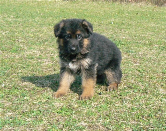 Chiot Elevage Du Normont Eleveur De Chiens Et Chiots Berger Allemand Et Jack Russell Inscrits Au Lof