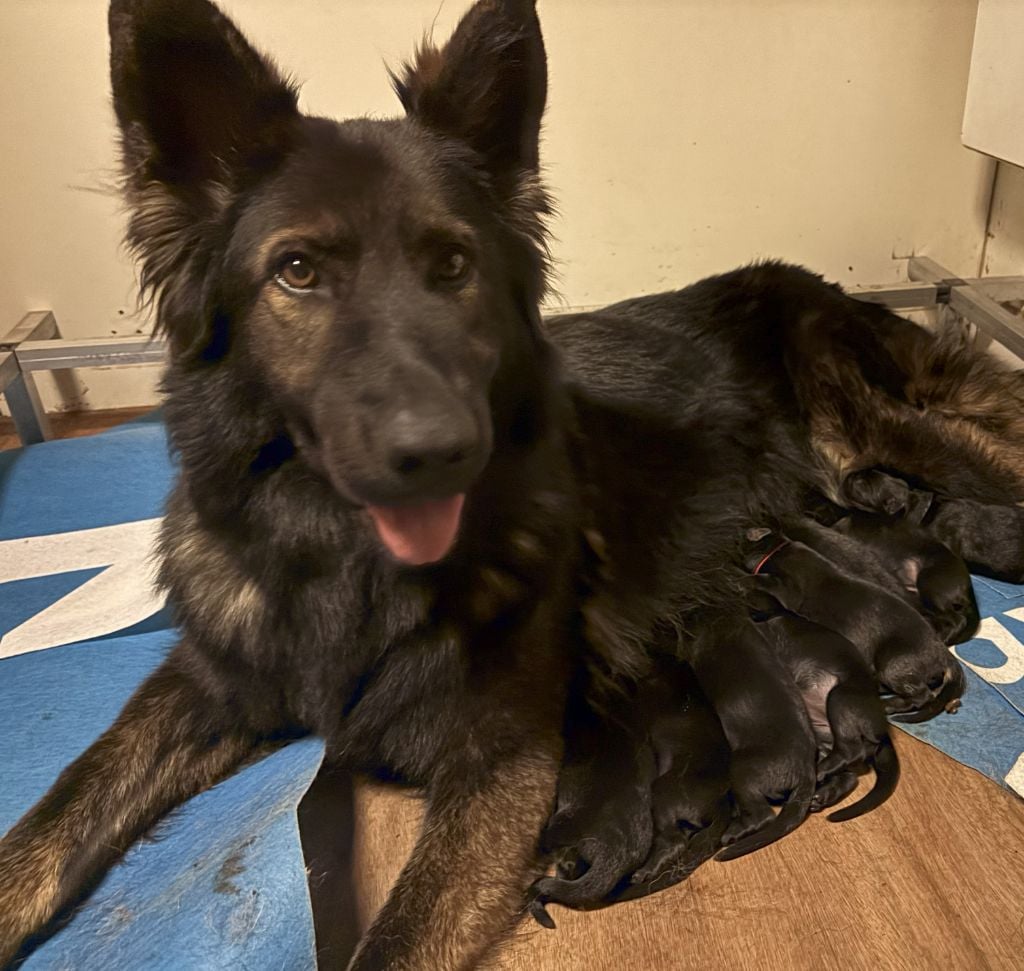 Berger Allemand Poil Long - Du normont