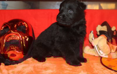 Les chiots de Berger Allemand Poil Long