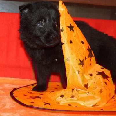 Les chiots de Berger Allemand Poil Long