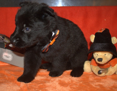 Les chiots de Berger Allemand Poil Long