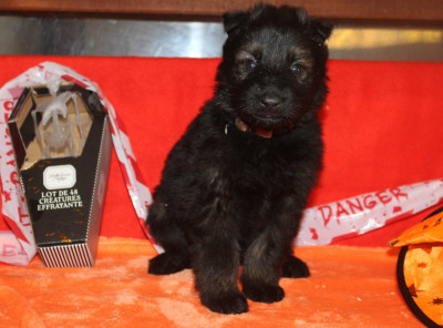 Les chiots de Berger Allemand Poil Long