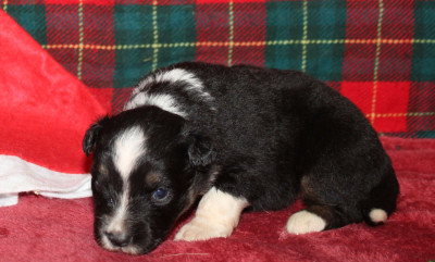 Les chiots de Berger Américain Miniature 