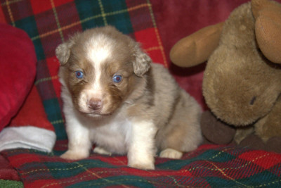 Les chiots de Berger Américain Miniature 