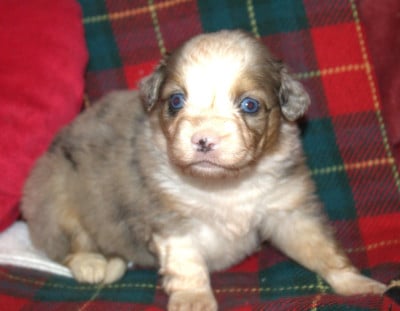 Les chiots de Berger Américain Miniature 