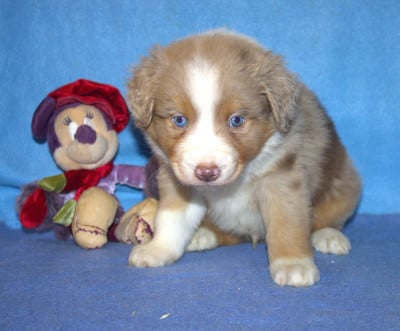 Les chiots de Berger Américain Miniature 
