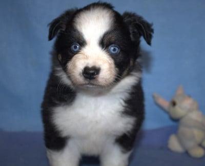 Les chiots de Berger Américain Miniature 