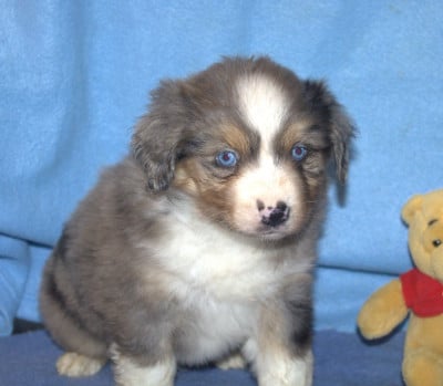 Les chiots de Berger Américain Miniature 