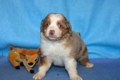 Les chiots de Berger Américain Miniature 