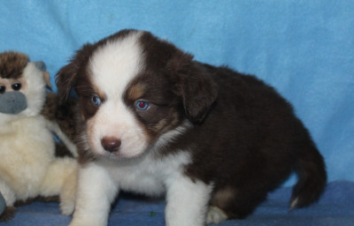 Les chiots de Berger Américain Miniature 