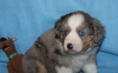 Les chiots de Berger Américain Miniature 