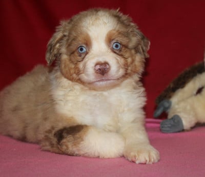 Les chiots de Berger Américain Miniature