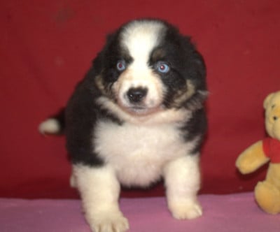 Les chiots de Berger Américain Miniature