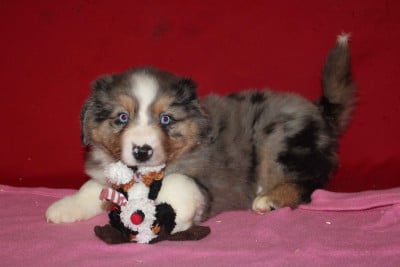 Les chiots de Berger Américain Miniature