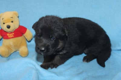 Les chiots de Berger Allemand