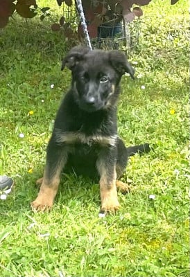 Les chiots de Berger Allemand