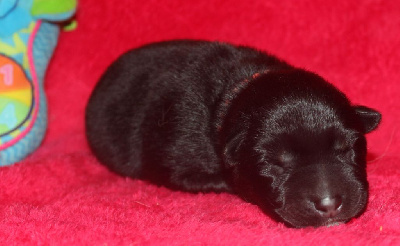 Les chiots de Berger Allemand Poil Long