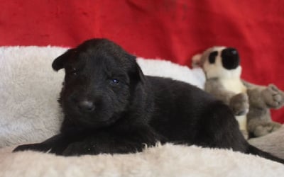 Les chiots de Berger Allemand Poil Long