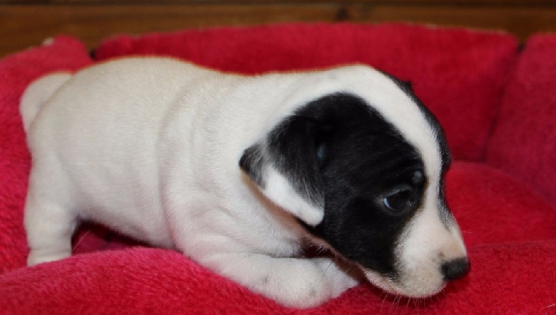 Chiot Elevage Du Normont Eleveur De Chiens Jack Russell Terrier