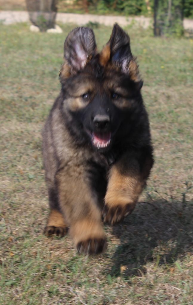 Chiot Elevage Du Normont Eleveur De Chiens Et Chiots