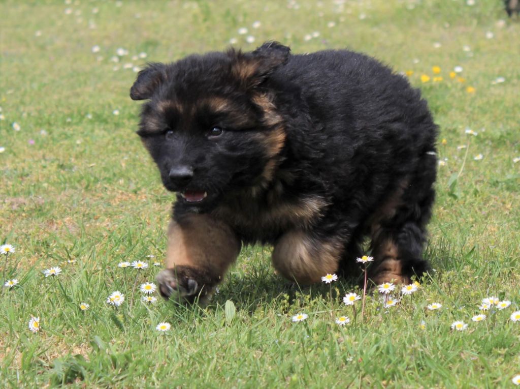 Chiot Elevage Du Normont Eleveur De Chiens Et Chiots Berger Allemand Et Jack Russell Inscrits Au Lof