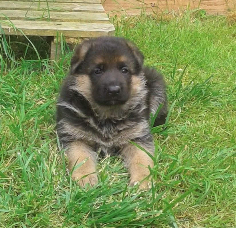 Chien De Berger Allemand De Chiot Image Stock Image Du