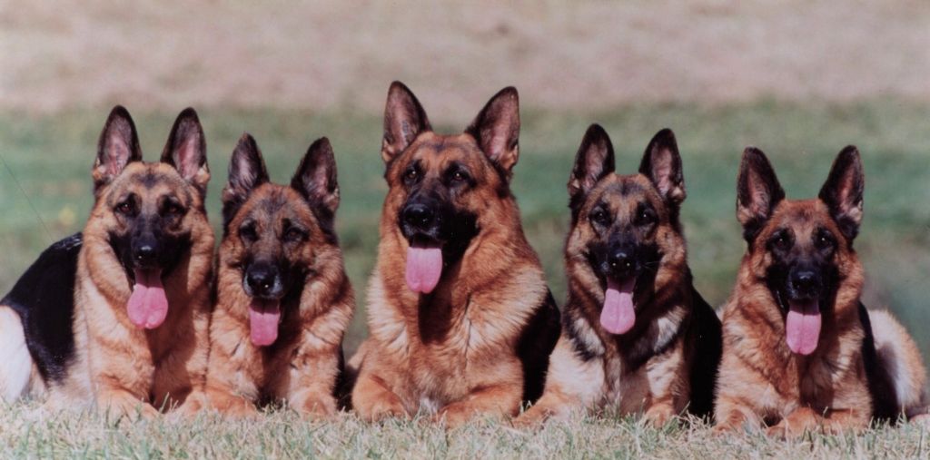 Accueil Elevage Du normont eleveur de chiens et chiots Berger allemand et jack russell