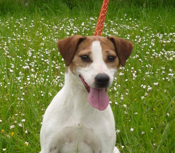 Accueil Elevage Du normont eleveur de chiens Jack