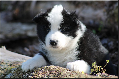 Les chiots de Laika de iakoutie