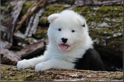 Les chiots de Laika de iakoutie