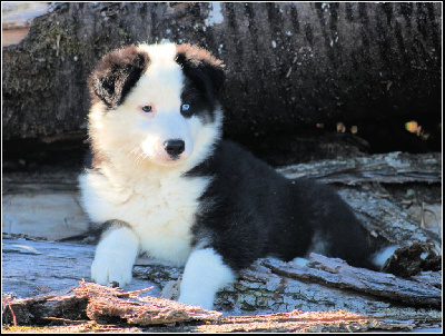 Les chiots de Laika de iakoutie