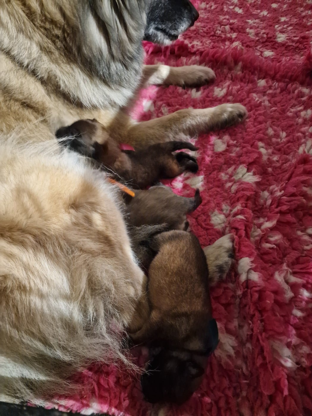 Chiot collier Rose - Berger Belge